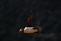 Puffin flying - A